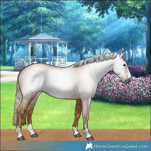 Horse Color:Gray Chestnut 