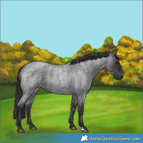 Horse Color:Smoky Blue Roan 