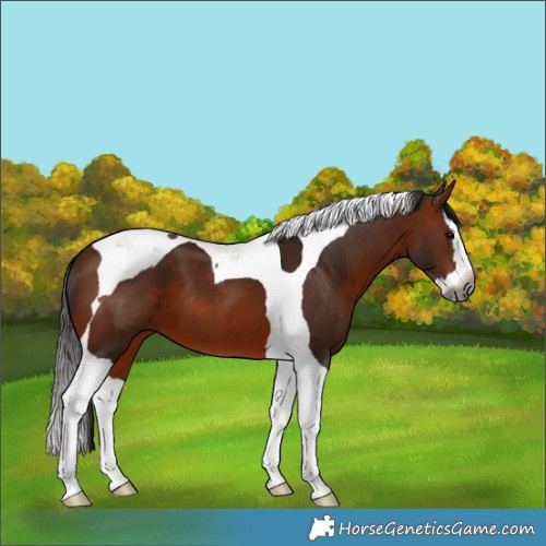Horse Color:Gray Bay Splash Tobiano 