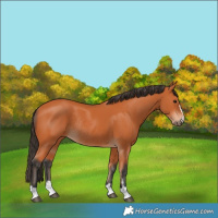 Horse Color:Bay Rabicano 