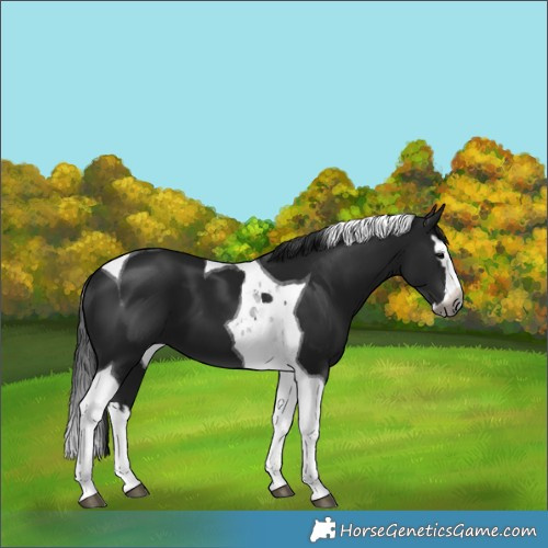 Horse Color:Gray Black Splash Tobiano