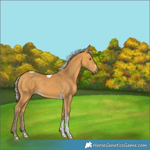 Horse Color:Silver Buckskin Tobiano 