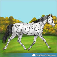 Horse Color:Black Appaloosa 