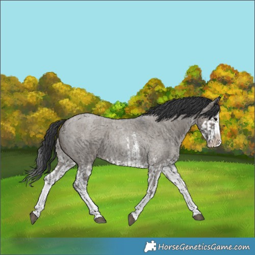 Horse Color:Grullo Roan Sabino Splash  and Grullo Roan Sabino Splash 