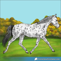 Horse Color:Black Appaloosa