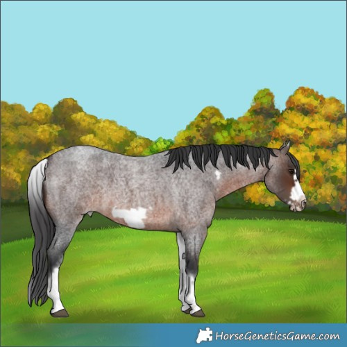 Horse Color:White Spotted Brown Roan Frame 