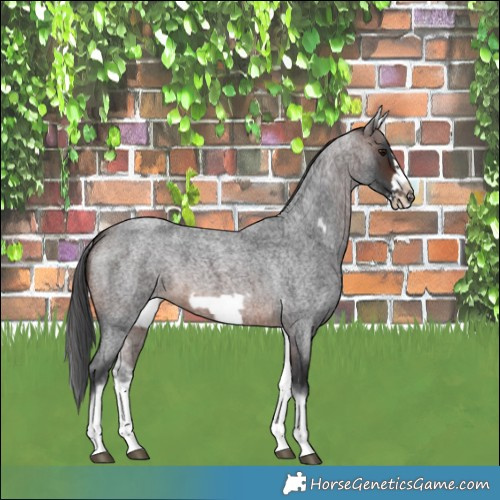 Horse Color:White Spotted Brown Roan Frame