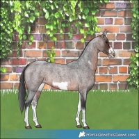 Horse Color:White Spotted Brown Roan Frame 