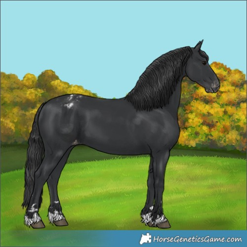 Horse Color:Black Appaloosa