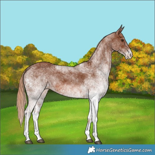 Horse Color:White Spotted Chestnut