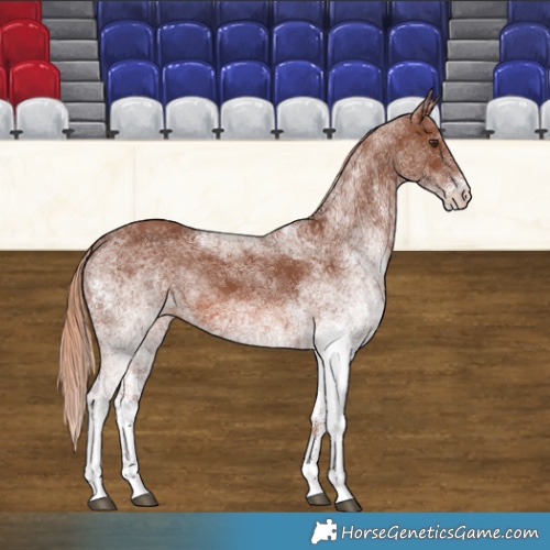 Horse Color:White Spotted Chestnut 