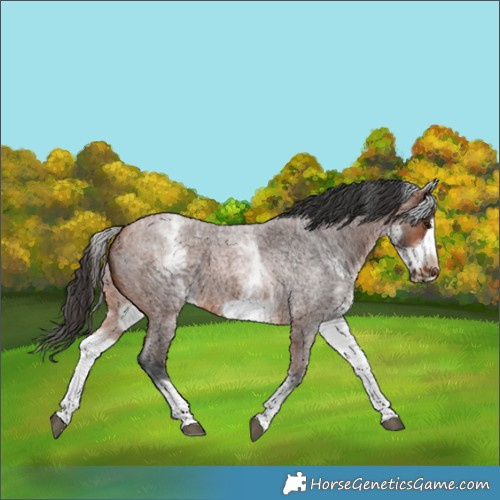 Horse Color:White Spotted Bay Roan Frame 