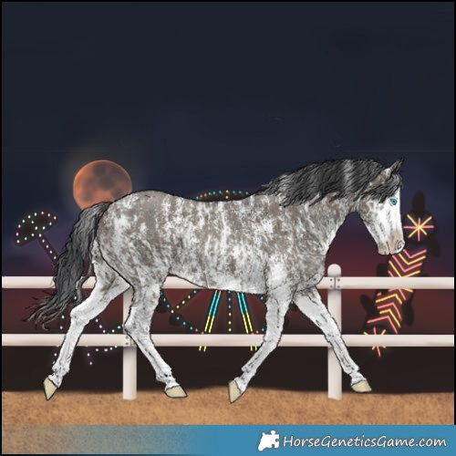 Horse Color:Grullo Sabino Splash  and Grullo Sabino Splash 