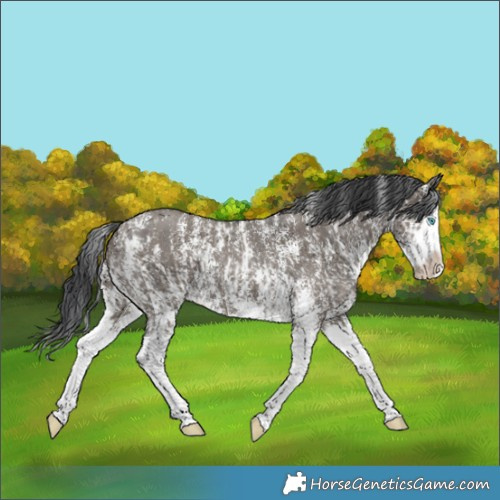 Horse Color:Grullo Sabino Splash and Grullo Sabino Splash