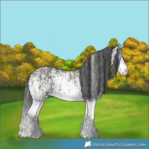 Horse Color:Grullo Sabino Splash  and Grullo Sabino Splash 