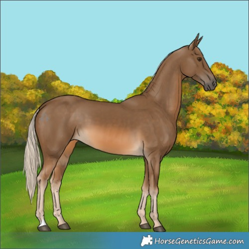 Horse Color:Chocolate Palomino