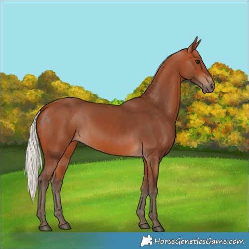 Horse Color:Silver Bay 