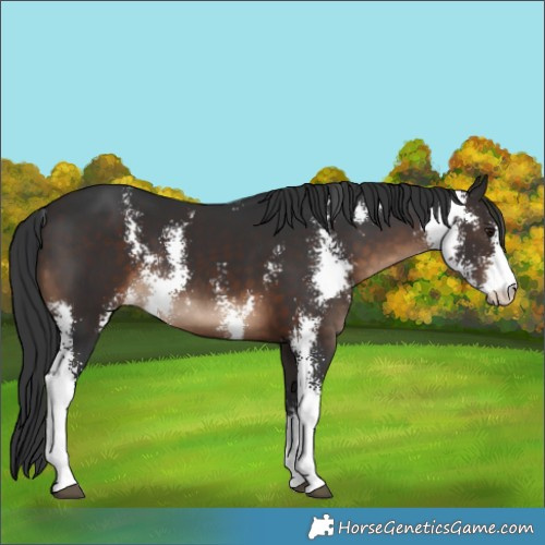 Horse Color:Brown Sabino 