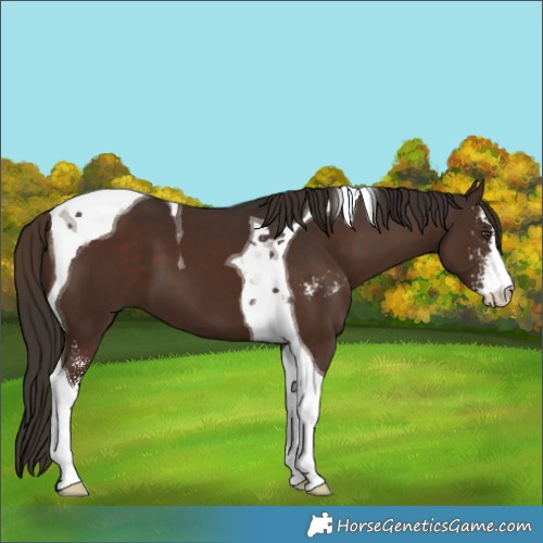 Horse Color:Liver Chestnut Sabino Tobiano