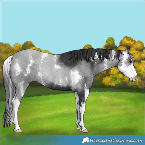 Horse Color:Black Sabino Rabicano 