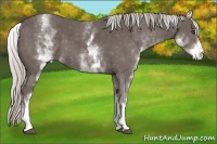 Horse Color:White Spotted Silver Black Sabino
