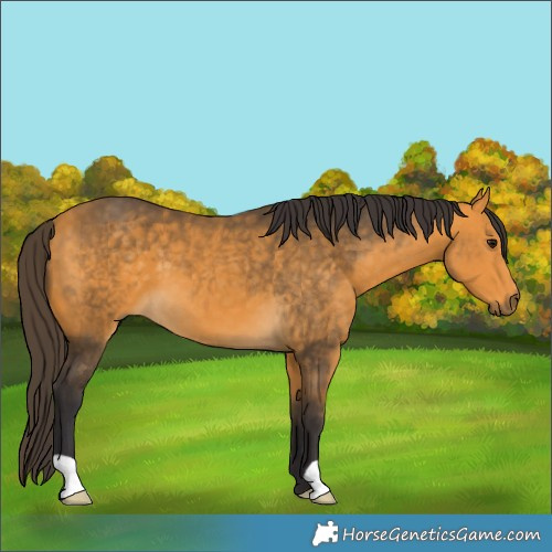 Horse Color:Buckskin
