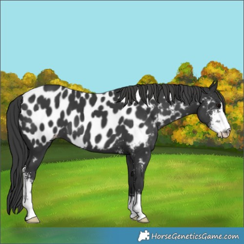 Horse Color:Black Sabino Appaloosa
