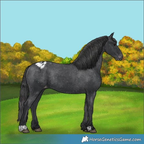 Horse Color:Unknown 