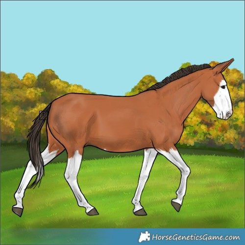 Horse Color:Bay Splash 