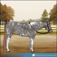 Horse Color:Liver Chestnut Ice Tobiano Rabicano 