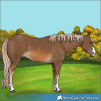Horse Color:Chocolate Palomino 
