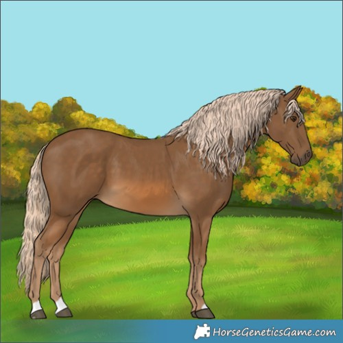 Horse Color:Chocolate Palomino