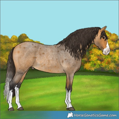 Horse Color:Buckskin Roan Splash 