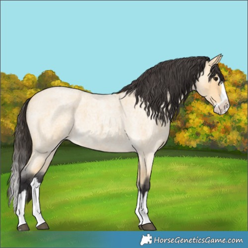 Horse Color:Buckskin Roan Splash 