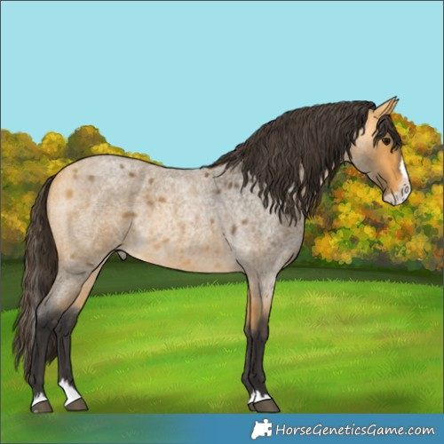 Horse Color:Buckskin Roan Splash 