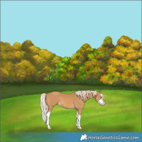 Horse Color:Palomino Splash