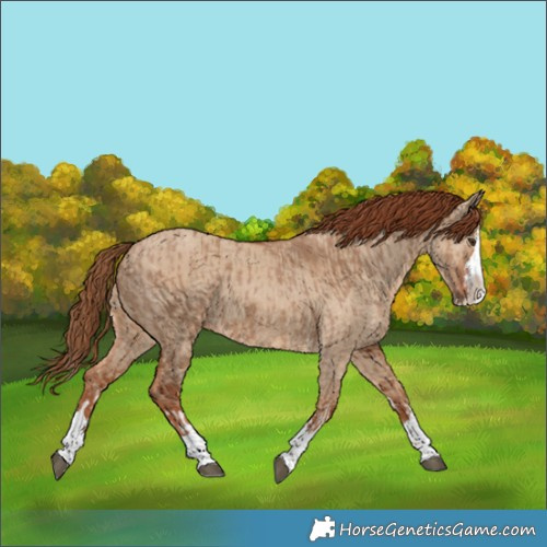 Horse Color:Red Dun Splash  and Red Dun Splash 