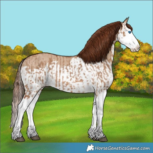 Horse Color:Red Dun Splash  and Red Dun Splash 