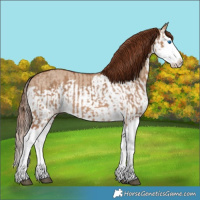 Horse Color:Red Dun Splash  and Red Dun Splash 
