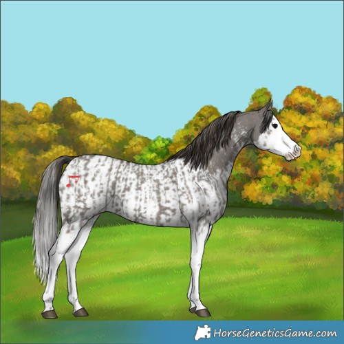 Horse Color:Grullo Sabino Splash  and Grullo Sabino Splash Near Leopard 