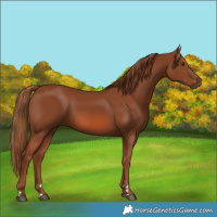 Horse Color:Chestnut 