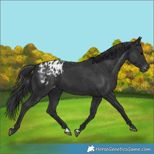 Horse Color:Black Appaloosa