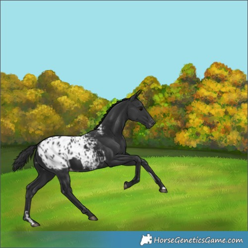 Horse Color:Black Appaloosa