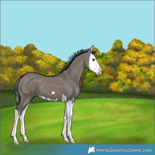 Horse Color:Grullo Splash 