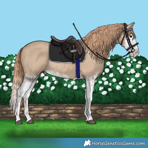 Horse Color:Red Dun Splash  and Red Dun Splash Rabicano 
