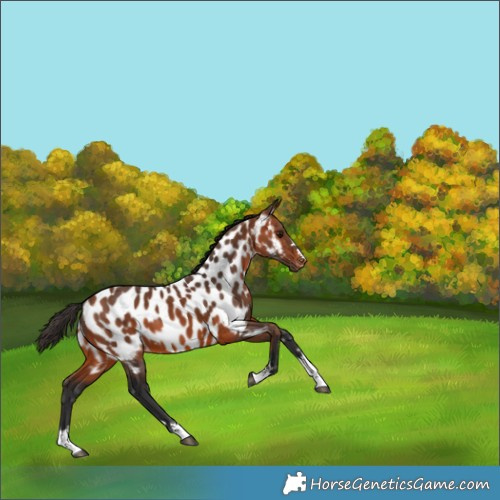 Horse Color:Bay Appaloosa 