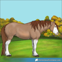 Horse Color:Red Dun Splash  and Red Dun Splash Rabicano 