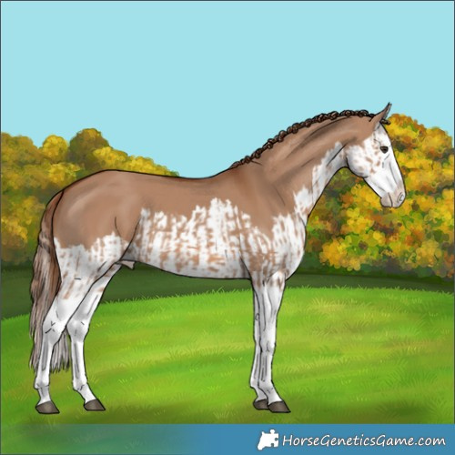 Horse Color:Red Dun Splash and Red Dun Splash