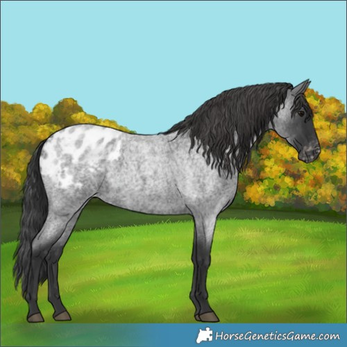 Horse Color:Blue Roan Appaloosa Rabicano