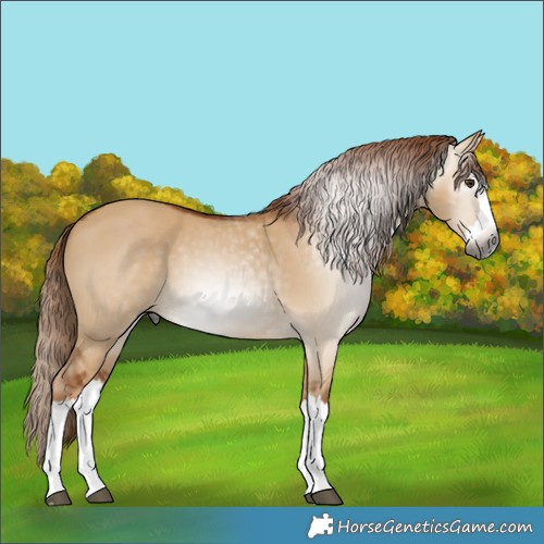 Horse Color:Gray Red Dun Splash 